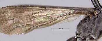 Media type: image;   Entomology 10398 Aspect: Wing hind